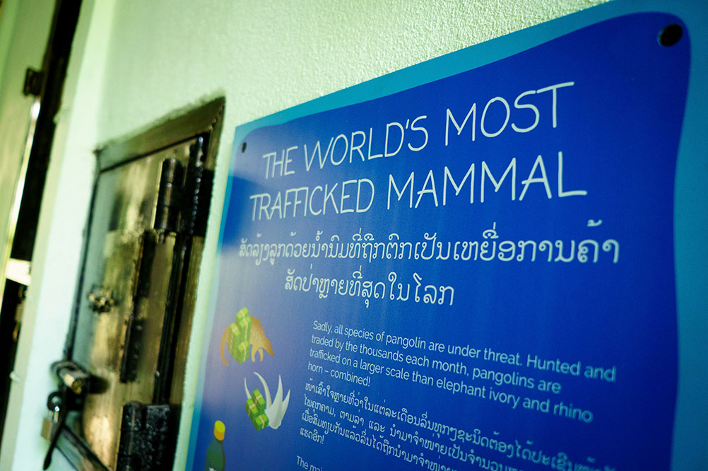 Sign describing the pangolin's status as the world's most trafficked mammal