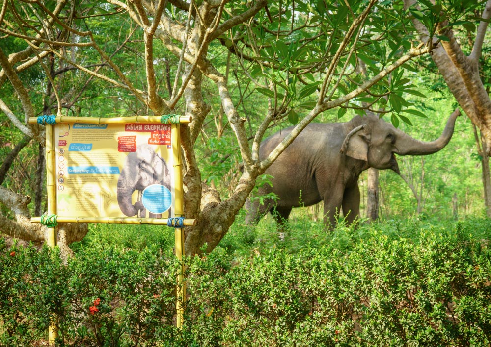 Asian elephant zoo sign on display with Asian elephant