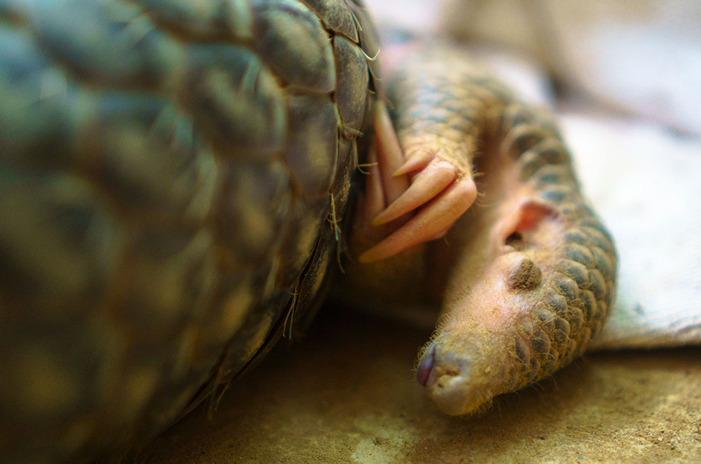 Infant Chinese pangolin with mother